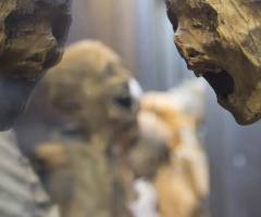 Museo de las Momias (Mummy Museum): Complete Visitor Guide