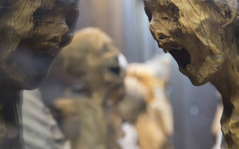 Museo de las Momias (Mummy Museum): Complete Visitor Guide